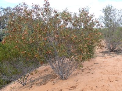 Acacia ligulata