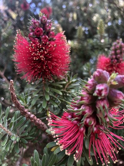 Kunzea baxteri, photographed by James