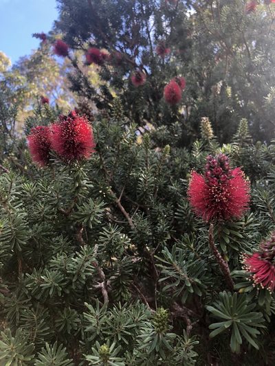 Kunzea baxteri, photographed by James