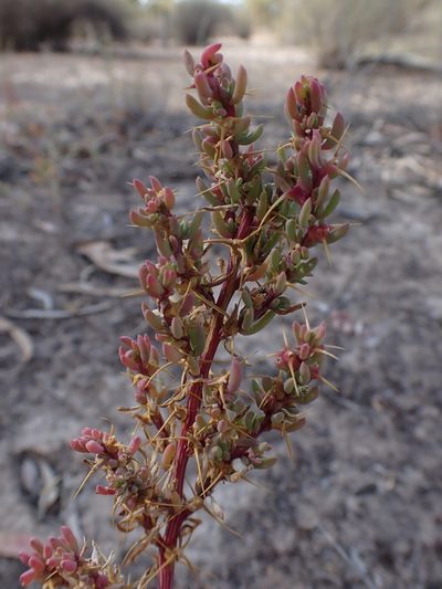 Sclerolaena tricuspis, photographed by Nina Kerr