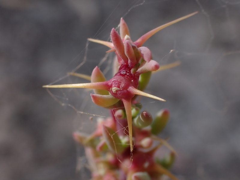 Sclerolaena tricuspis, photographed by Nina Kerr