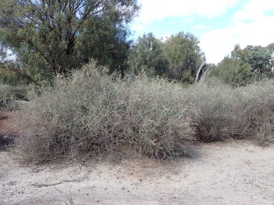 Chenopodium nitrariaceum, photographed by Nina Kerr