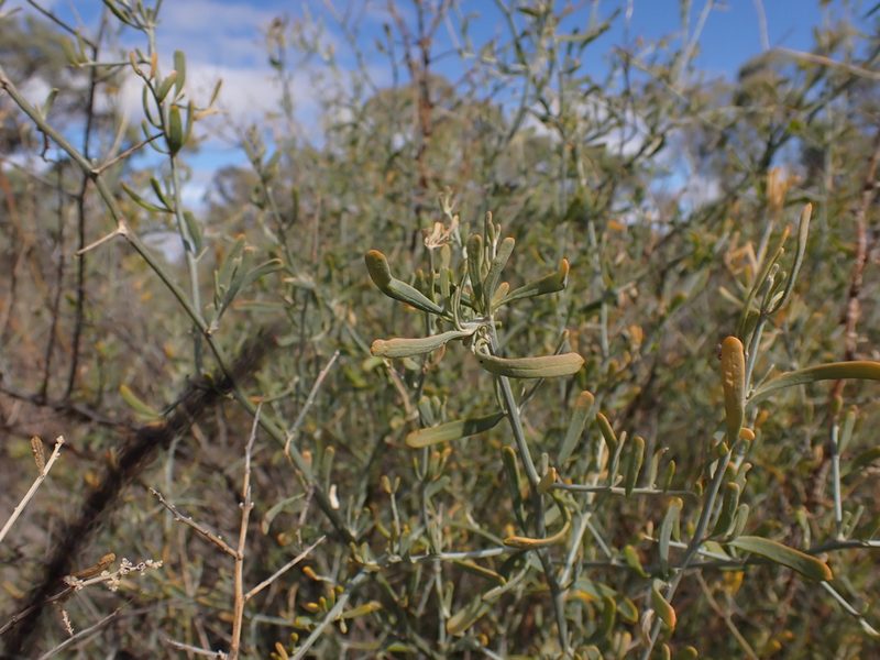 Chenopodium nitrariaceum, photographed by Nina Kerr