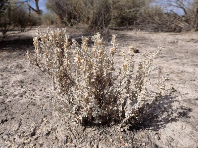 Atriplex lindleyi, photographed by Nina Kerr