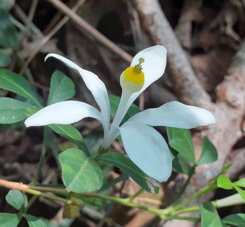Naregamia alata, photographed by OnePlanet
