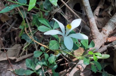 Naregamia alata, photographed by OnePlanet