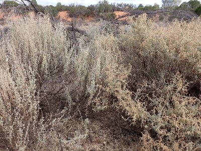 Atriplex stipitata, photographed by Nina Kerr