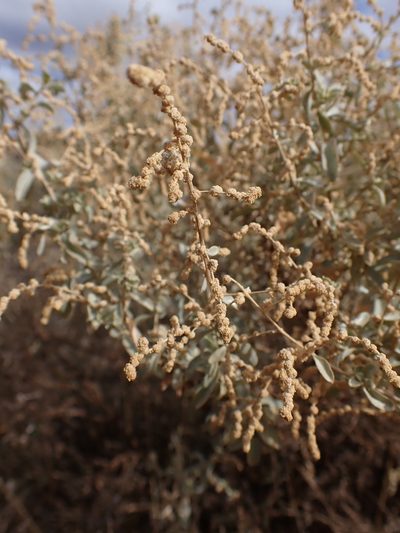 Atriplex stipitata, photographed by Nina Kerr