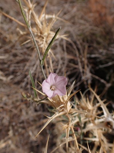 Convolvulus remotus, photographed by Nina Kerr