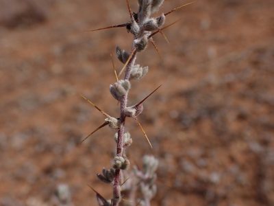 Sclerolaena obliquicuspis, photographed by Nina Kerr