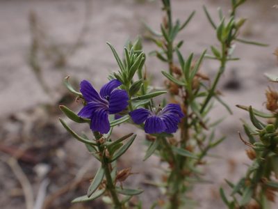 Stemodia florulenta, photographed by Nina Kerr