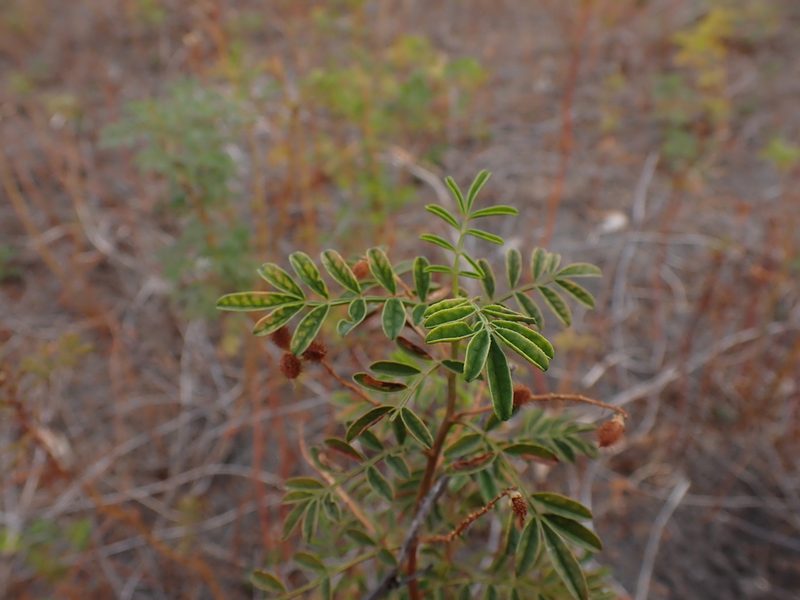Glycyrrhiza acanthocarpa, photographed by Nina Kerr