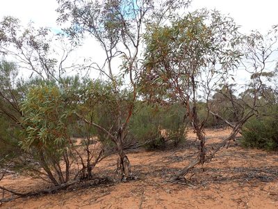 Eucalyptus incrassata, photographed by Nina Kerr