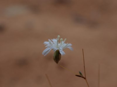 Podolepis capillaris, photographed by Nina Kerr