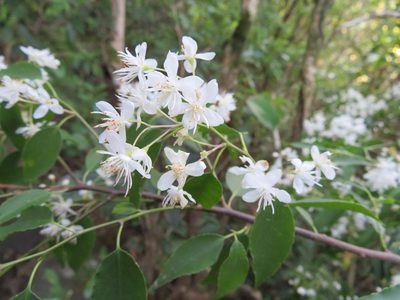 Symplocos myrtacea, photographed by Marco Mussita