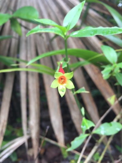 Lisianthius axillaris, photographed by Amelia Tauber