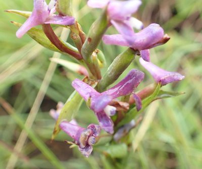 Disa stachyoides, photographed by Peter Warren