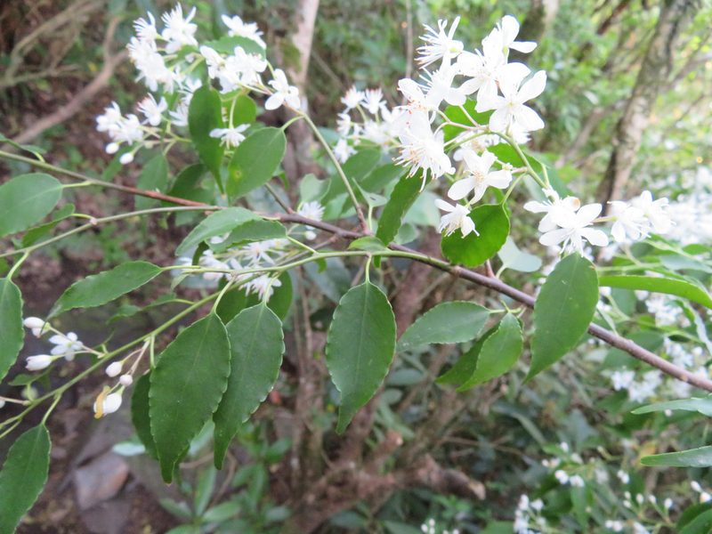 Symplocos myrtacea, photographed by Marco Mussita