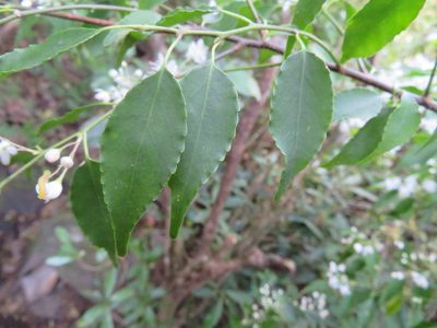 Symplocos myrtacea, photographed by Marco Mussita