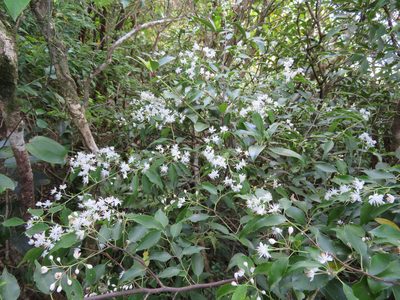Symplocos myrtacea, photographed by Marco Mussita