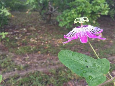 Passiflora urbaniana, photographed by Amelia Tauber