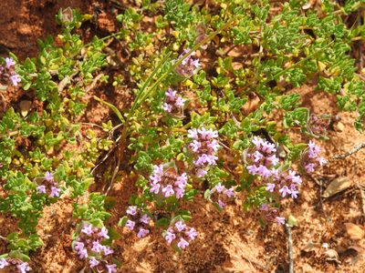 Thymus camphoratus, photographed by Duarte Frade