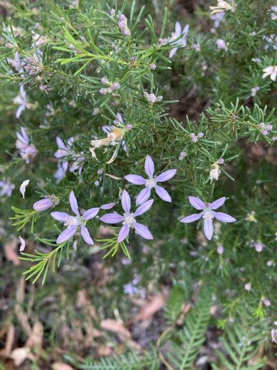 Philotheca salsolifolia, photographed by Thomas Mesaglio