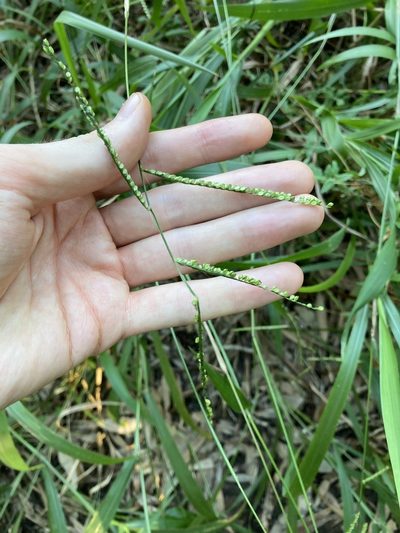 Paspalum mandiocanum, photographed by Thomas Mesaglio
