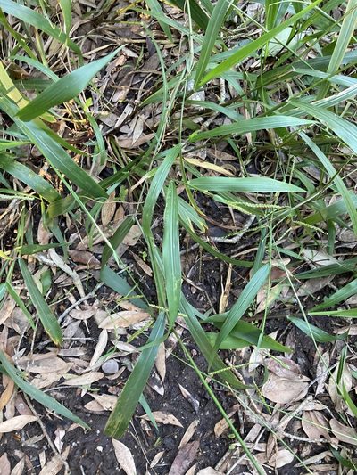 Paspalum mandiocanum, photographed by Thomas Mesaglio