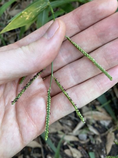 Paspalum mandiocanum, photographed by Thomas Mesaglio