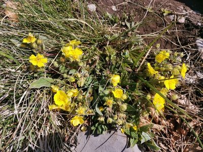 Potentilla pusilla, photographed by Ljaž