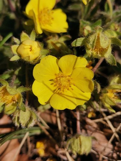 Potentilla pusilla, photographed by Ljaž