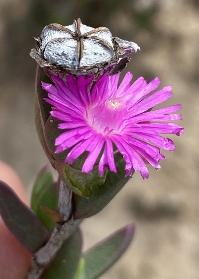 Ruschia knysnana, photographed by Dave U