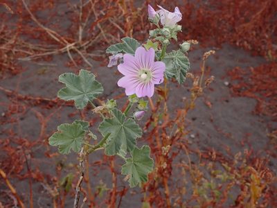 Malva weinmanniana, photographed by Nina Kerr
