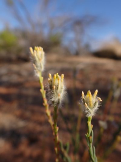 Pimelea trichostachya, photographed by Nina Kerr