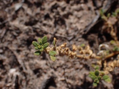 Dysphania cristata, photographed by Nina Kerr