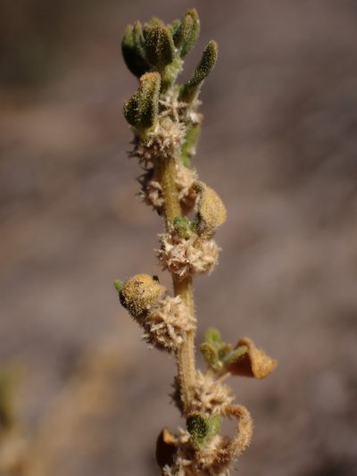 Dysphania cristata, photographed by Nina Kerr
