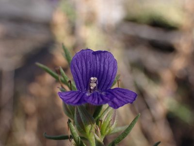 Stemodia florulenta, photographed by Nina Kerr