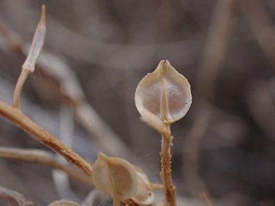 Lepidium monoplocoides, photographed by Nina Kerr