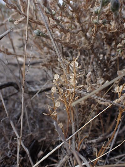 Lepidium monoplocoides, photographed by Nina Kerr