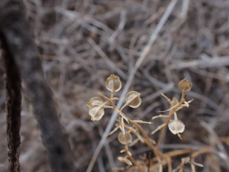 Lepidium monoplocoides, photographed by Nina Kerr