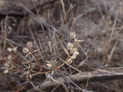 Lepidium monoplocoides, photographed by Nina Kerr