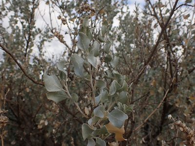 Atriplex nummularia, photographed by Nina Kerr