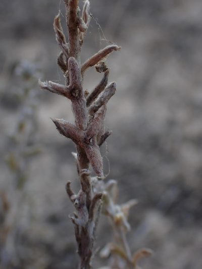 Malacocera tricornis, photographed by Nina Kerr