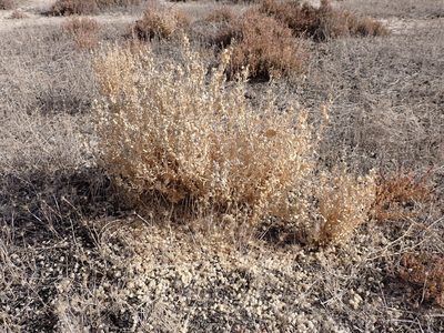 Atriplex lindleyi, photographed by Nina Kerr