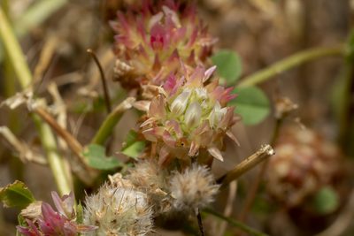 Trifolium argutum, photographed by Eleftherios Katsillis