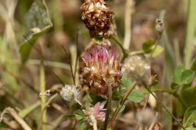 Trifolium argutum, photographed by Eleftherios Katsillis
