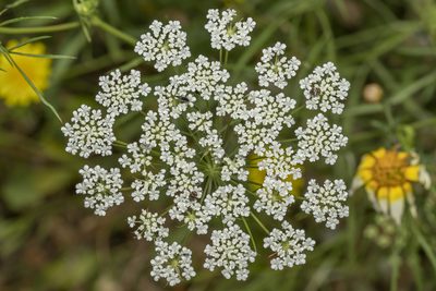 Ammi majus, photographed by Eleftherios Katsillis