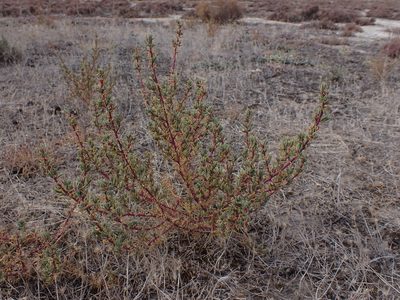 Sclerolaena tricuspis, photographed by Nina Kerr