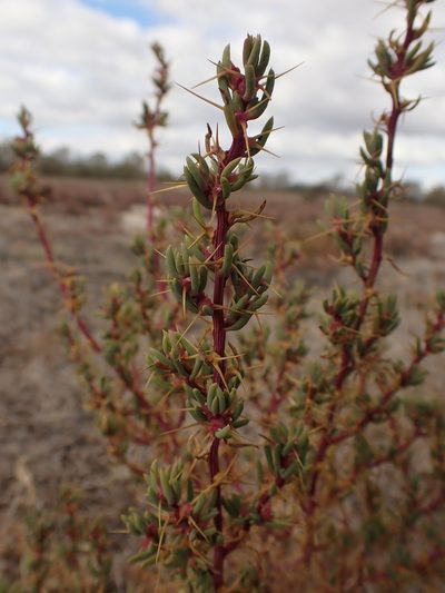 Sclerolaena tricuspis, photographed by Nina Kerr